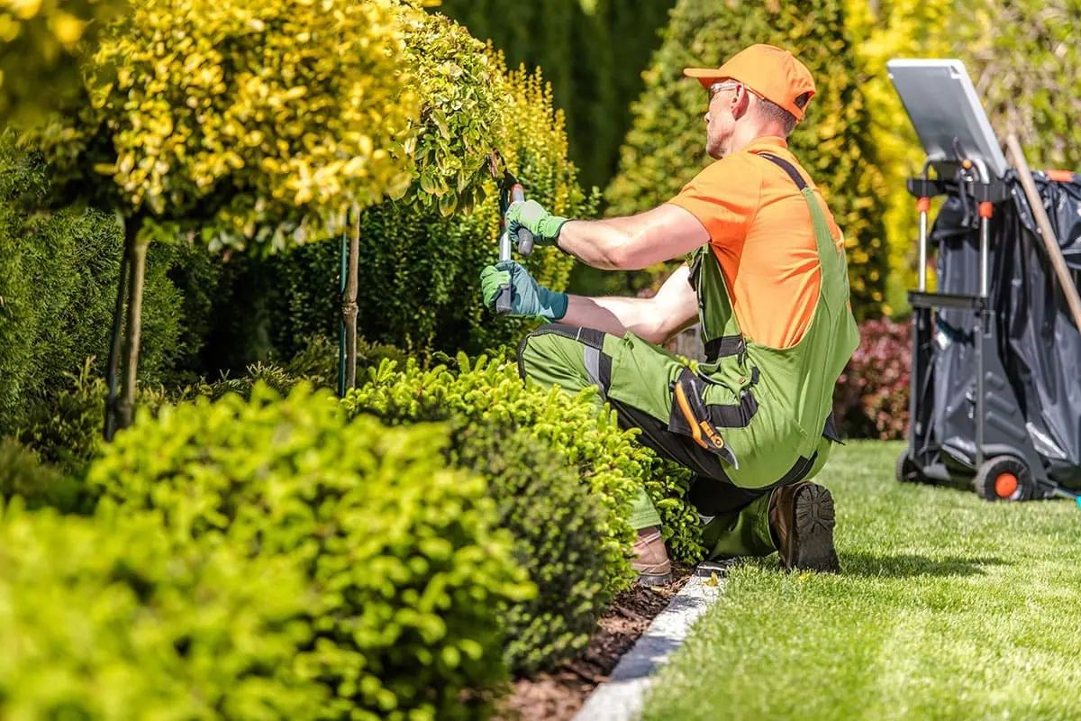 Trabajo de jardineros: un profesional recorta los setos de un jardín