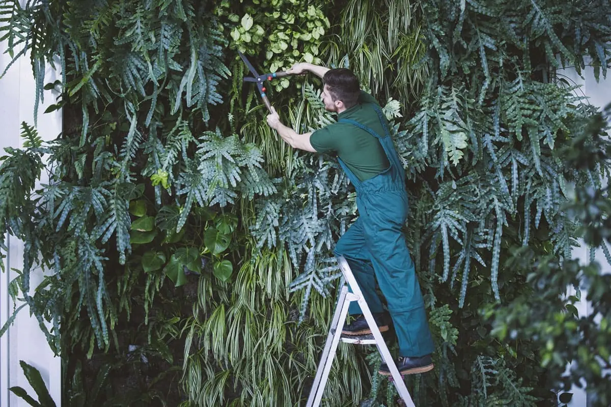 Mantenimiento de un jardín vertical con plantas en paneles, servicio de jardineros en Las Palmas