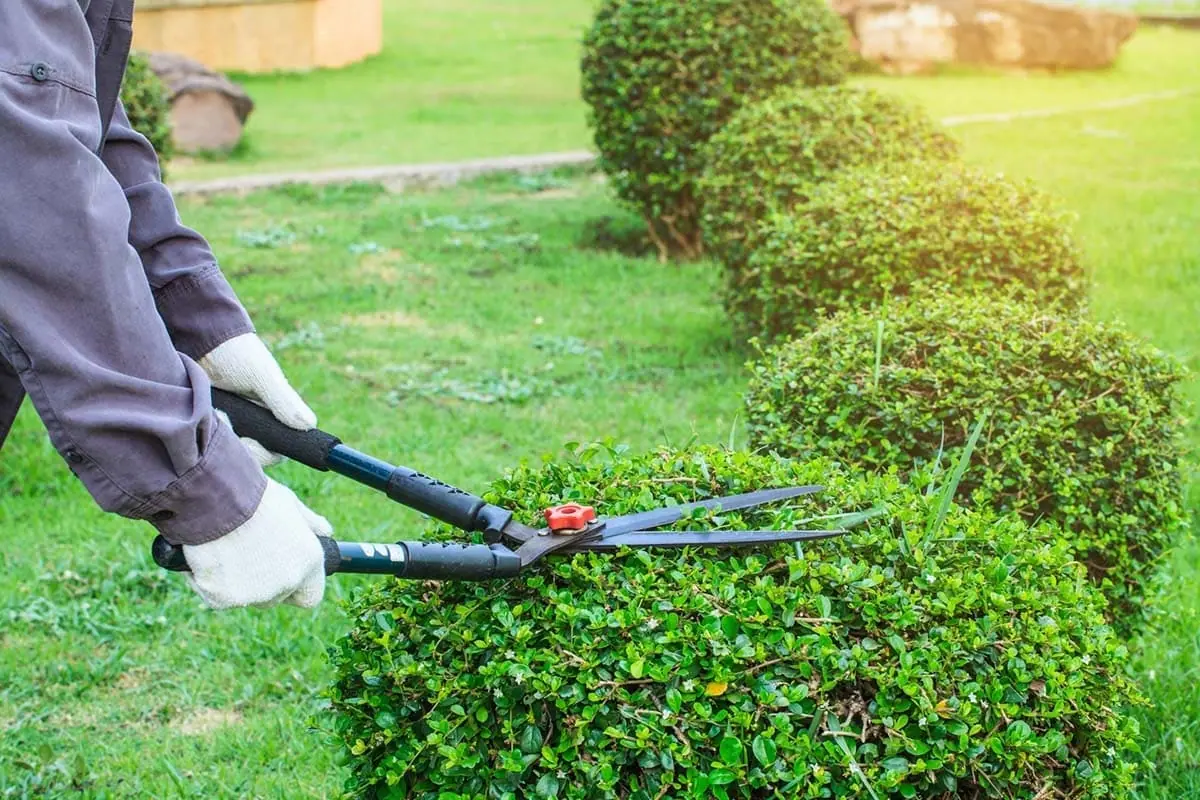 Jardineros en Valladolid: recorte de arbustos con tijeras de podar