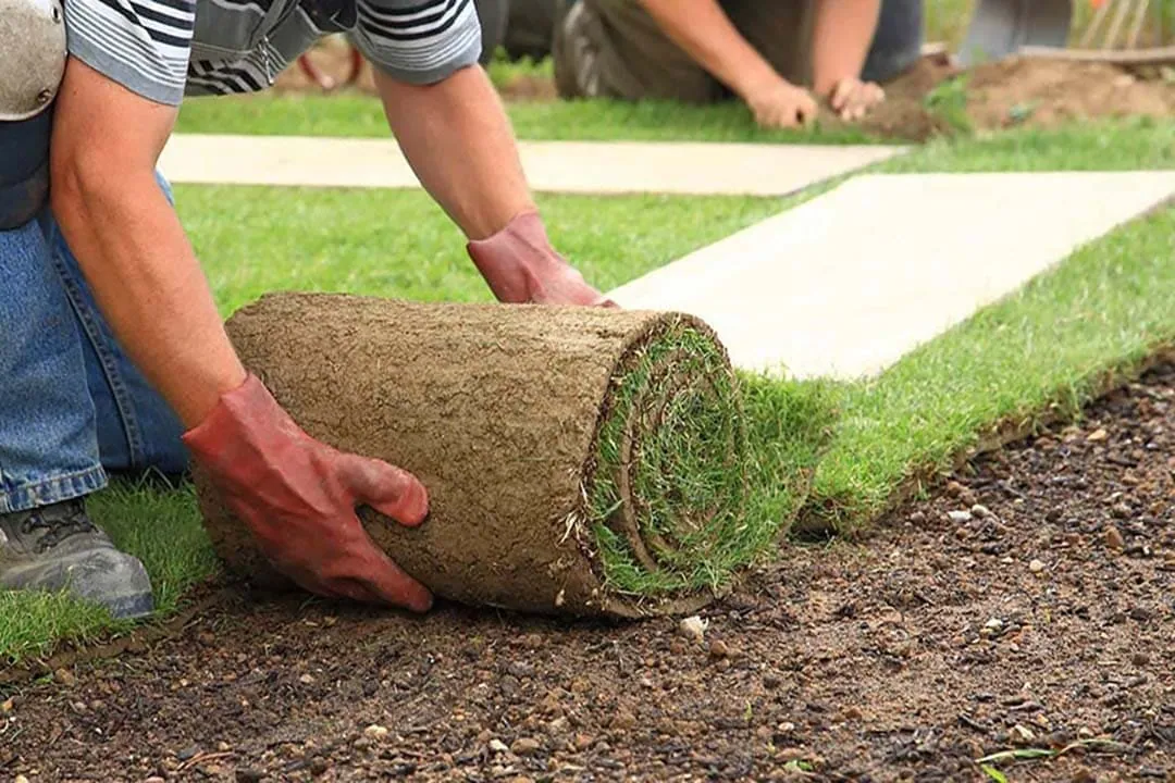 Colocación de césped en tepe durante un trabajo de jardinería