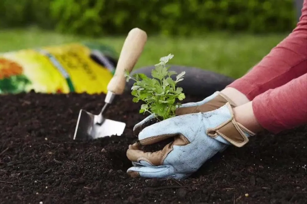 Plantación de una planta en tierra en un jardín de comunidad, jardinería para negocios en Las Palmas