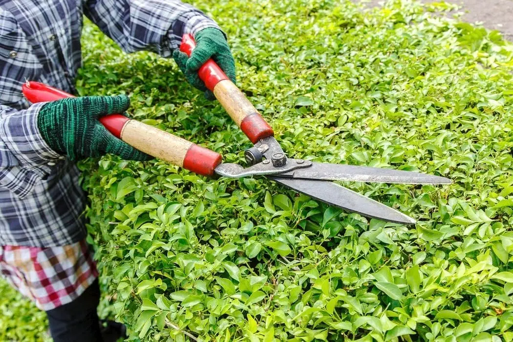 Poda de un seto con tijeras de jardinería en Pamplona