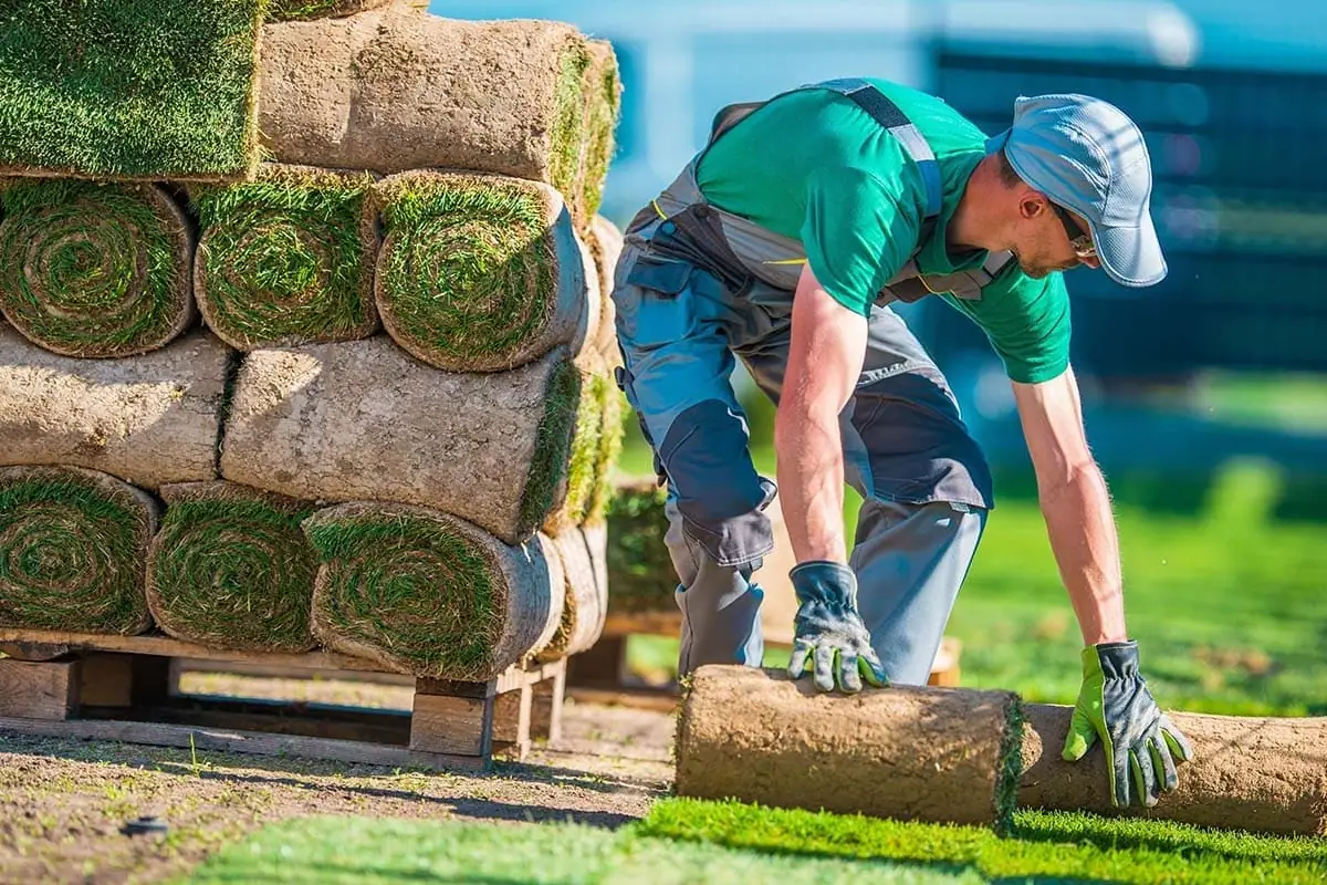 Jardinero cargando rollos de césped para colocar tepes en un jardín de Valladolid